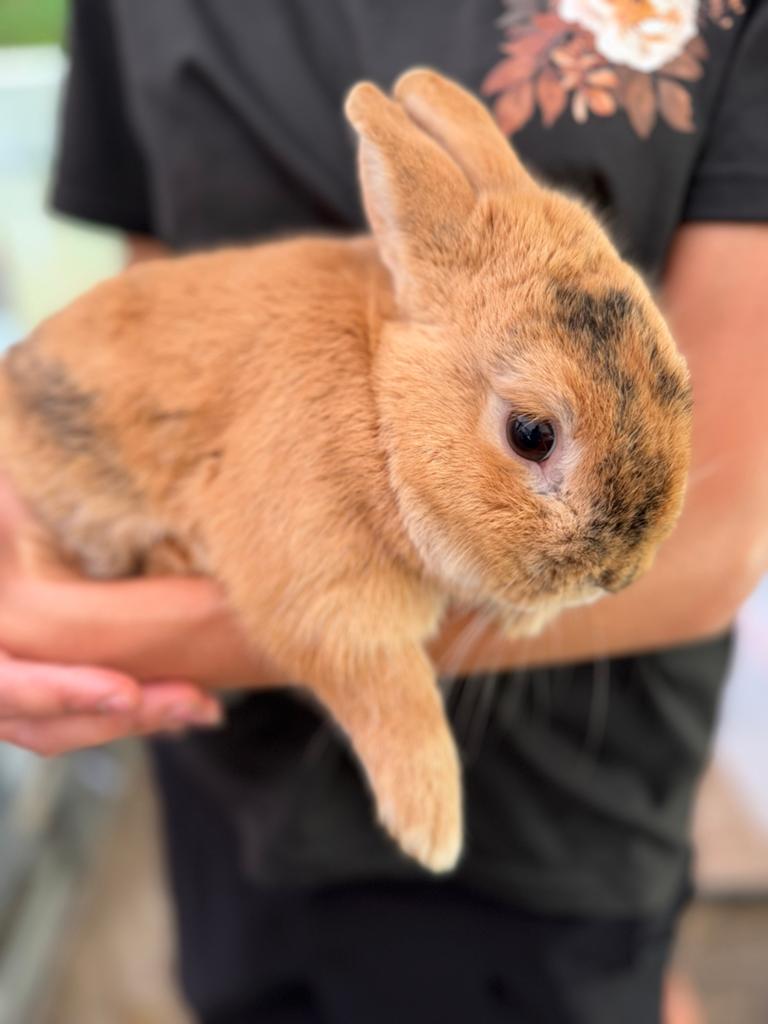 Prachtig tam rammetje, Dieren en Toebehoren, Mannelijk