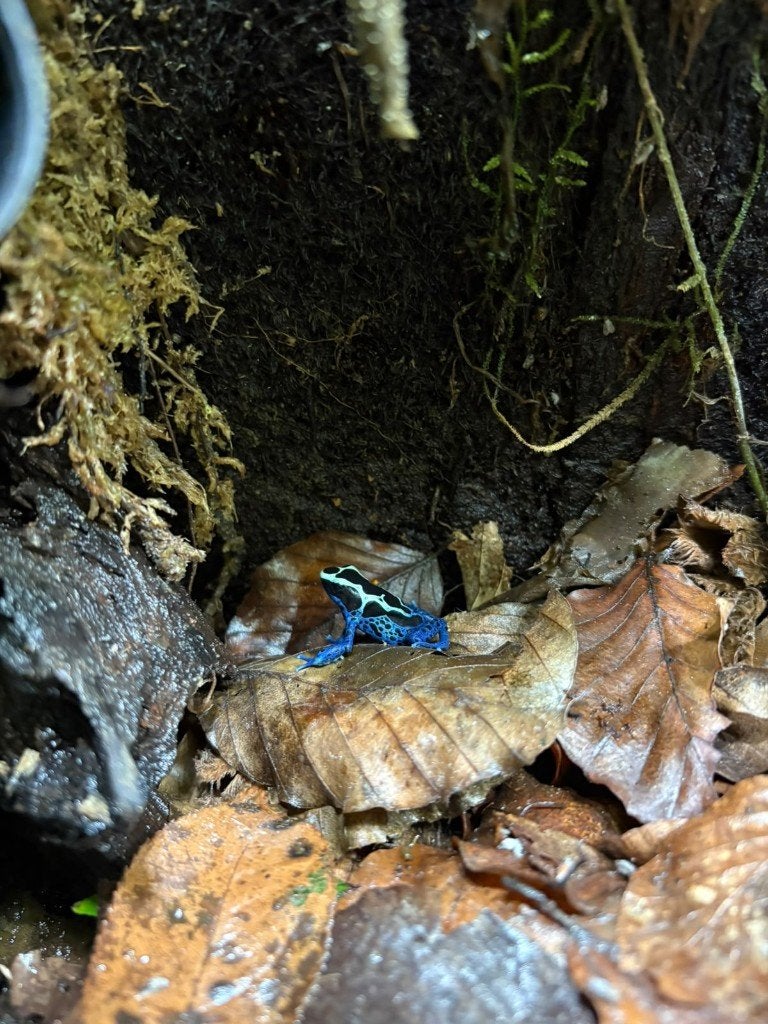 Dendrobates tinctorius Sipaliwini Blue Frog photo 2