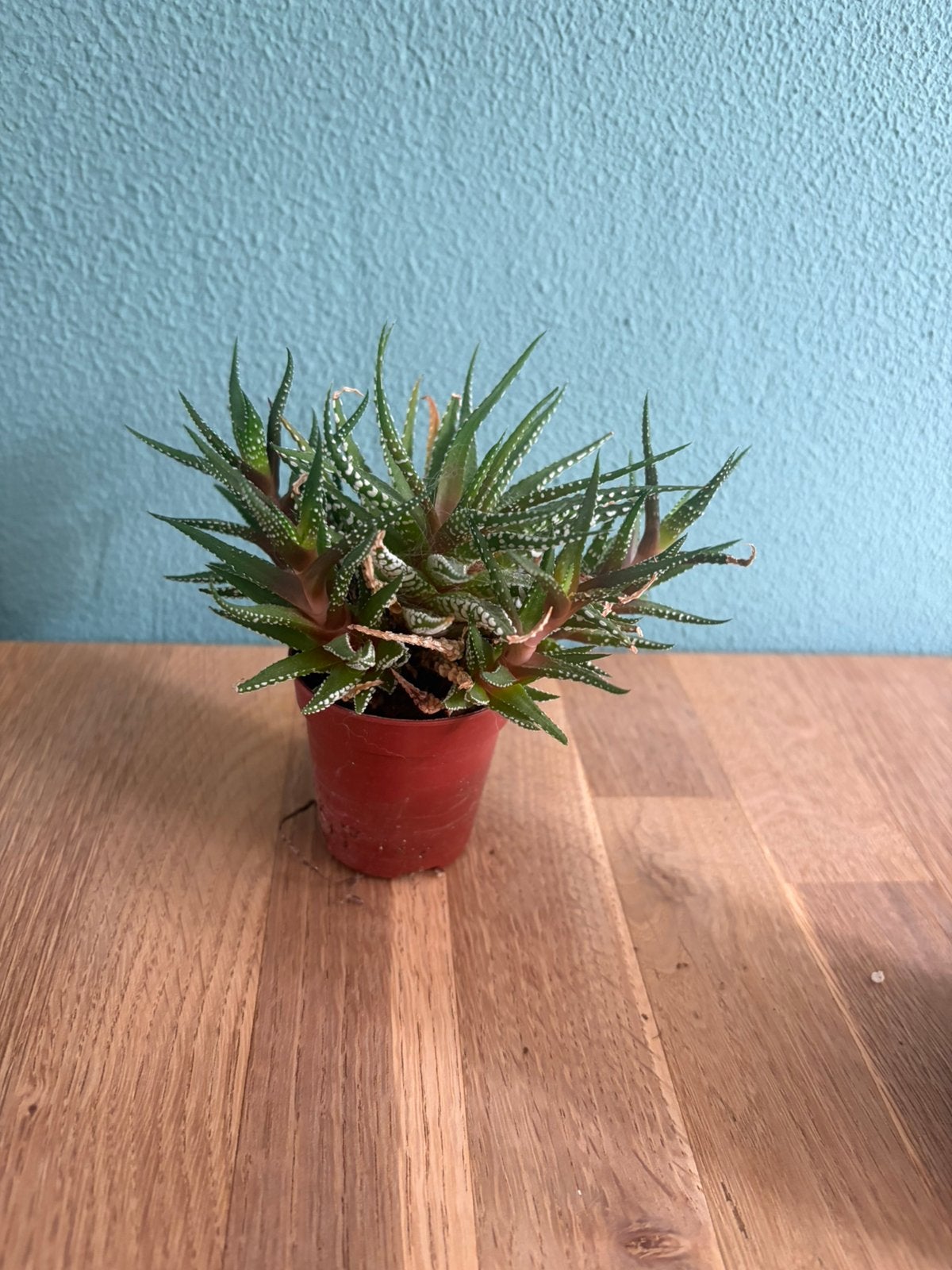 Vet plantje, Tuin en Terras, Ophalen, Overige soorten, Volle zon
