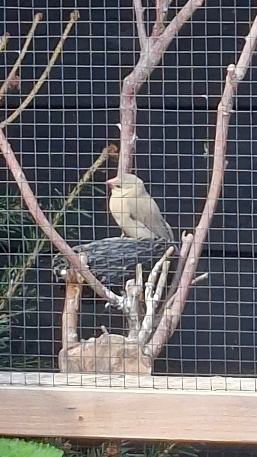 rijsvogels