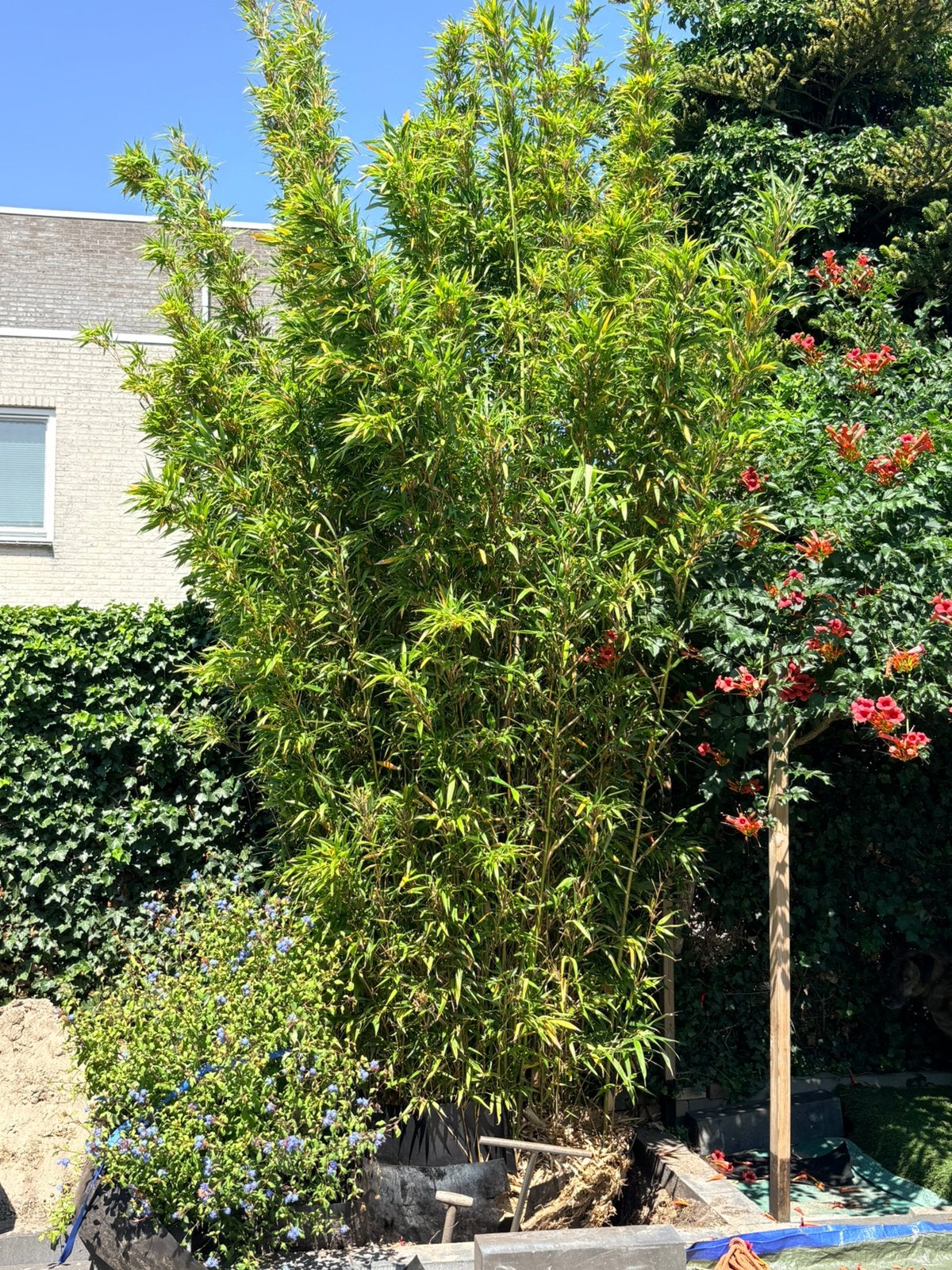 Bamboe, borstelbamboe, Tuin en Terras, Planten | Tuinplanten, Vaste plant, Bloeit niet, Halfschaduw, Ophalen