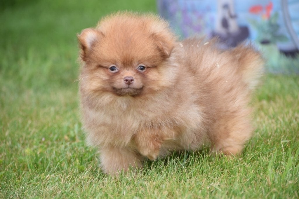 Dwergkees,keeshond,Spitz,pomeriaan pup, België, Overige rassen, 8 tot 15 weken, Meerdere
