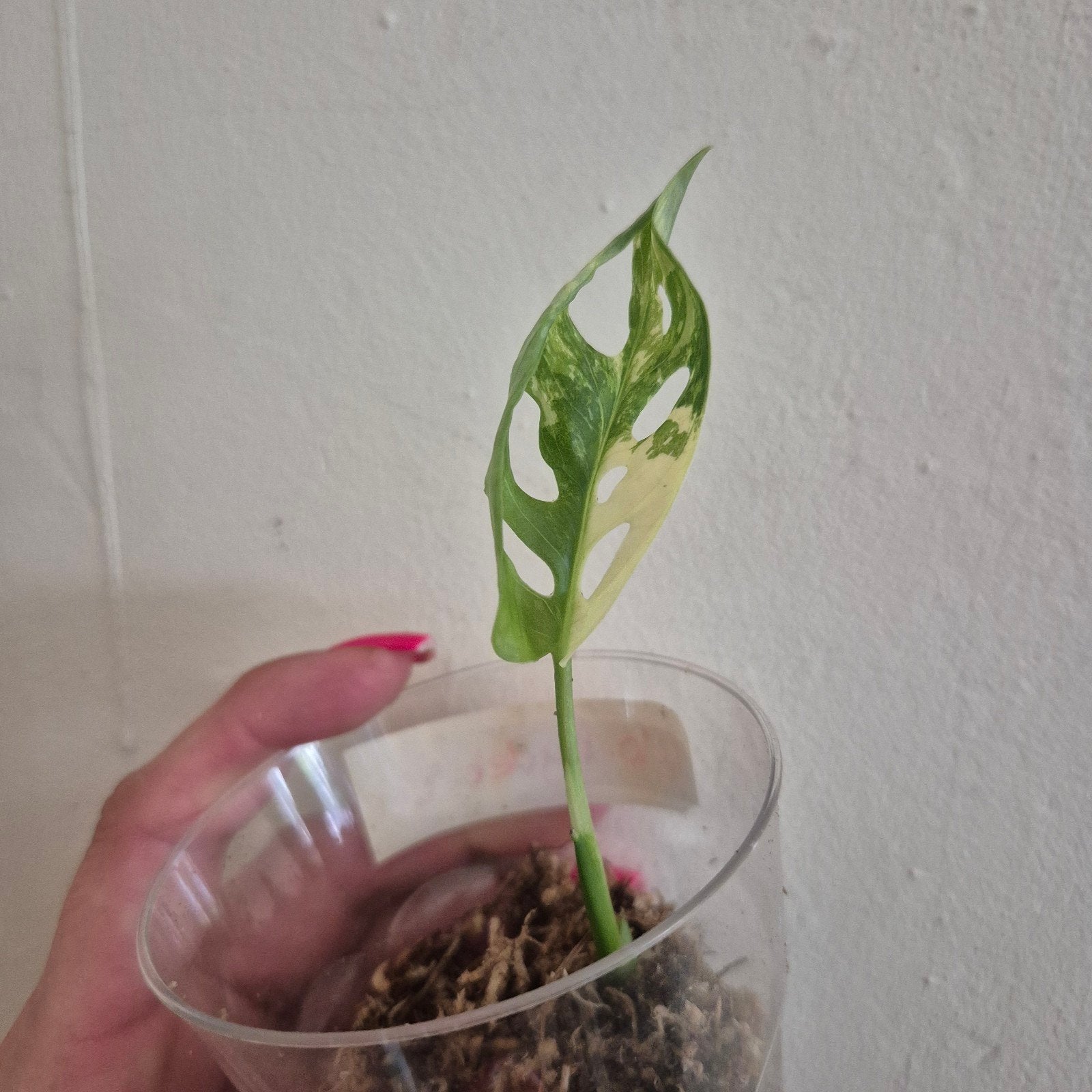 Monstera adansonii albo variegata, Ophalen of Verzenden, Halfschaduw, Minder dan 100 cm