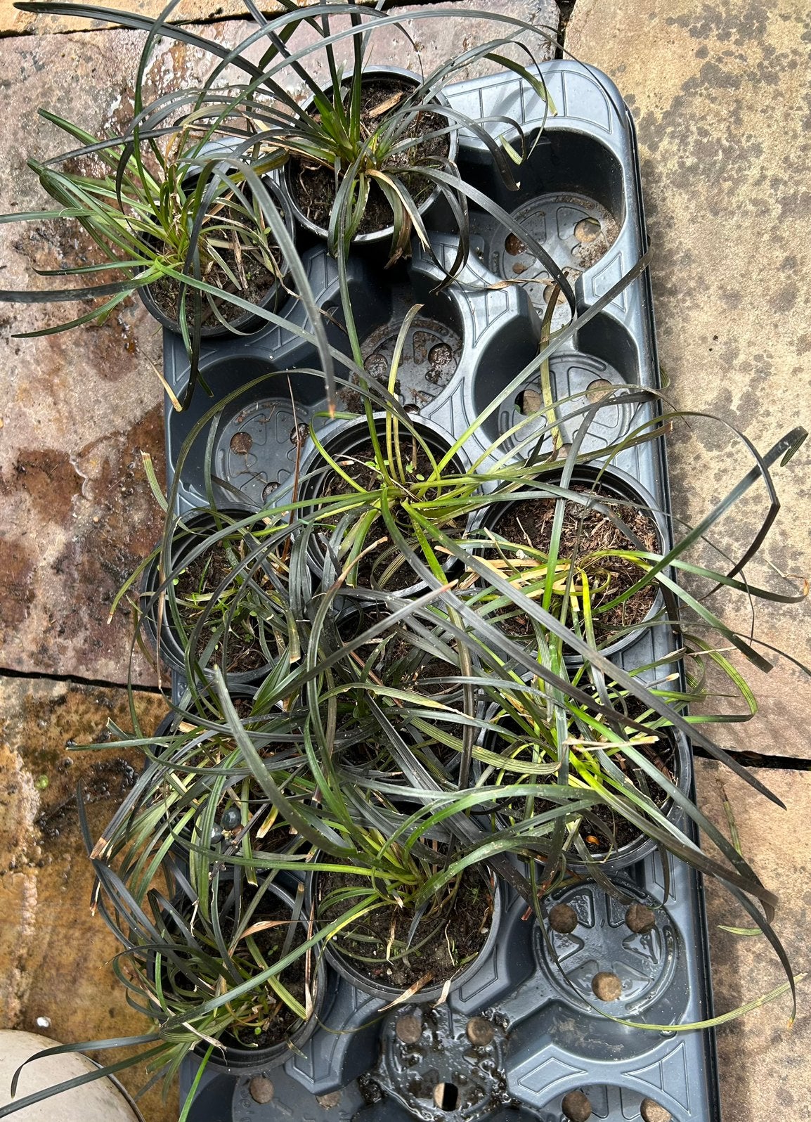 Slangenbaard Siergras (Ophiopogon planiscapus ‘niger’), Ophalen, Volle zon, Vaste plant, Siergrassen