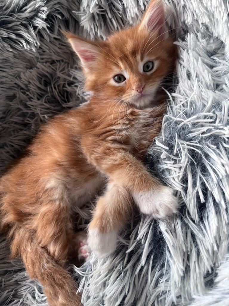 4 mooie Maincoon xxl kittens, Dieren en Toebehoren, Katten en Kittens | Overige Katten, Meerdere dieren, Kortharig, 0 tot 2 jaar