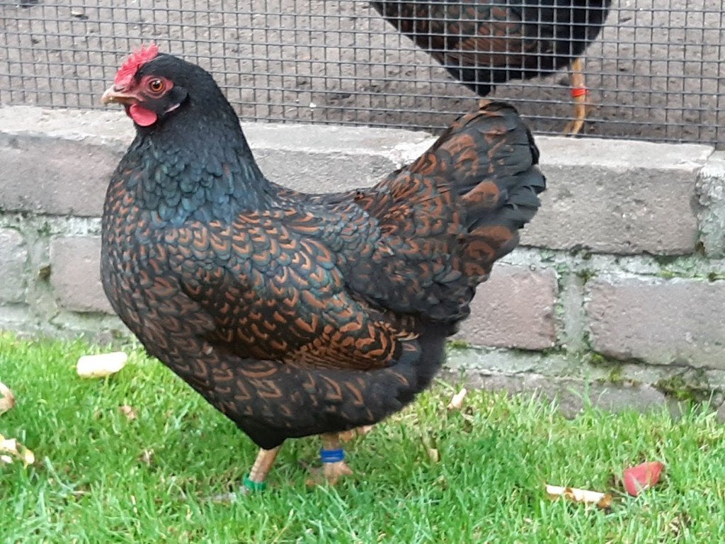 Broedeieren Barnevelder kriel: Dubbelgezoomd, Dieren en Toebehoren, Geslacht onbekend, Kip