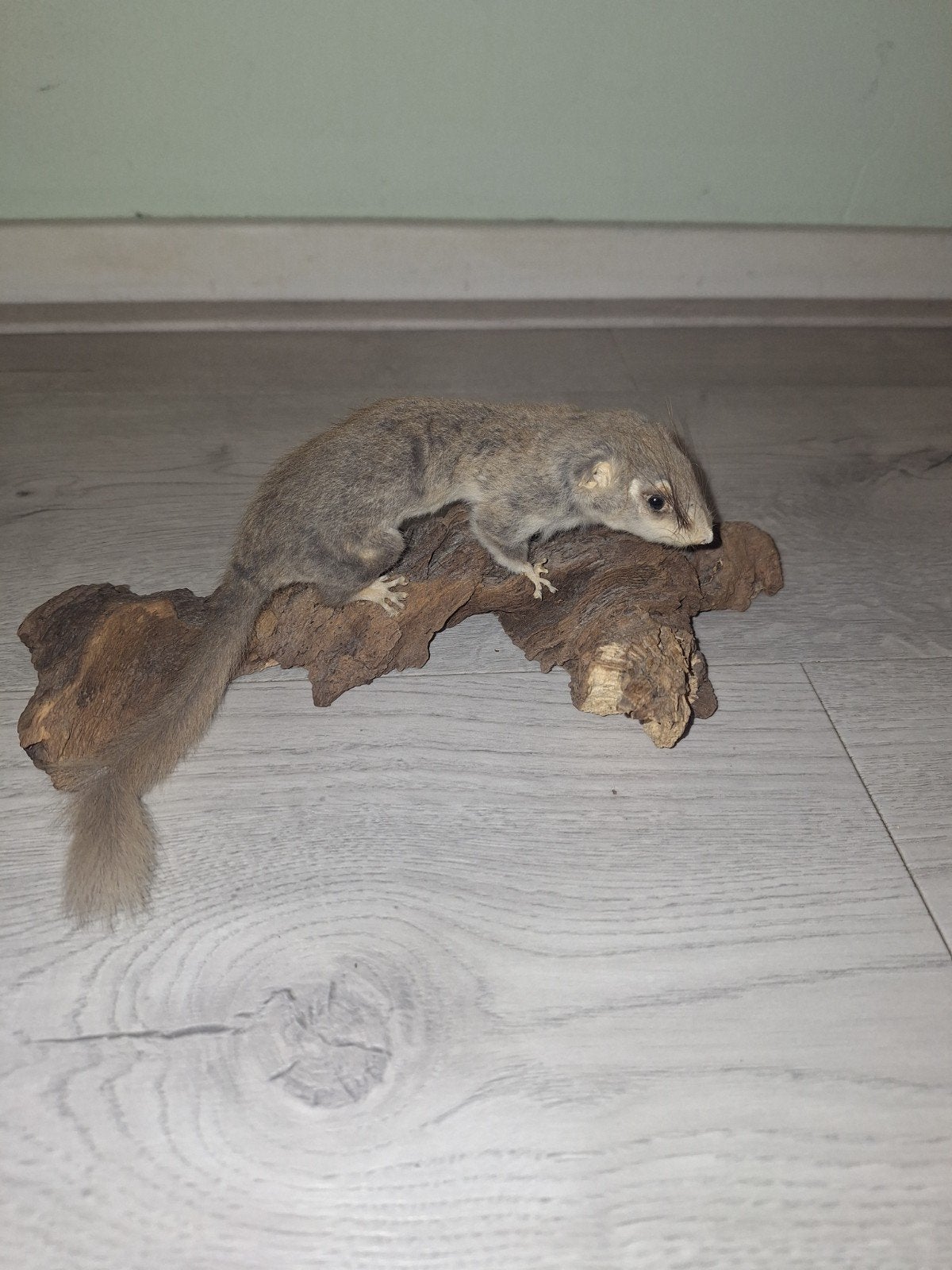 Opgezette hazelmuis. Taxidermie., Verzamelen, Ophalen of Verzenden, Overige soorten, Opgezet dier