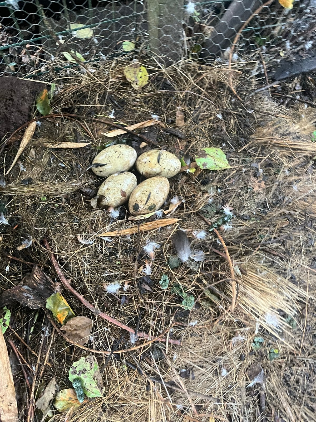 Bevruchte zwarte zwanen eieren, Dieren en Toebehoren