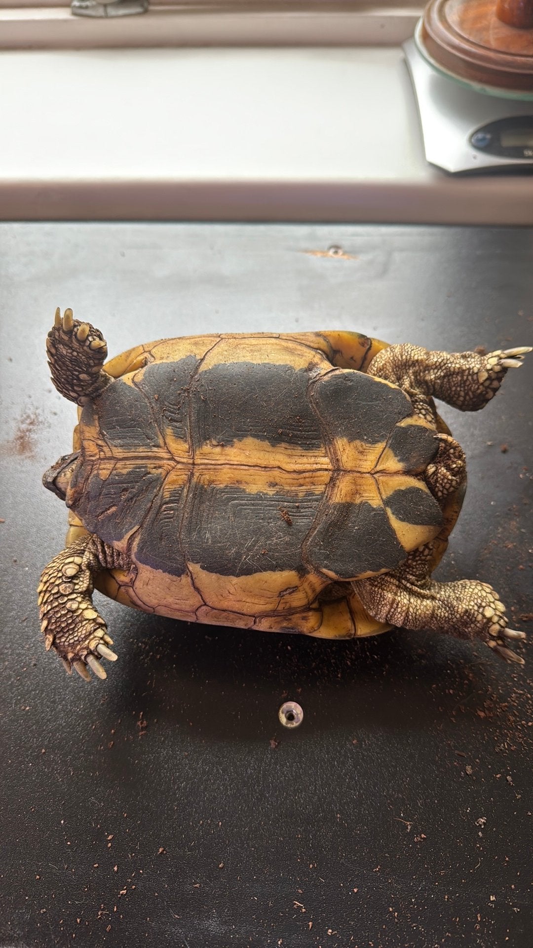 Testudo Hermanni Hermanni vrouw (2014) Tortoise photo 3