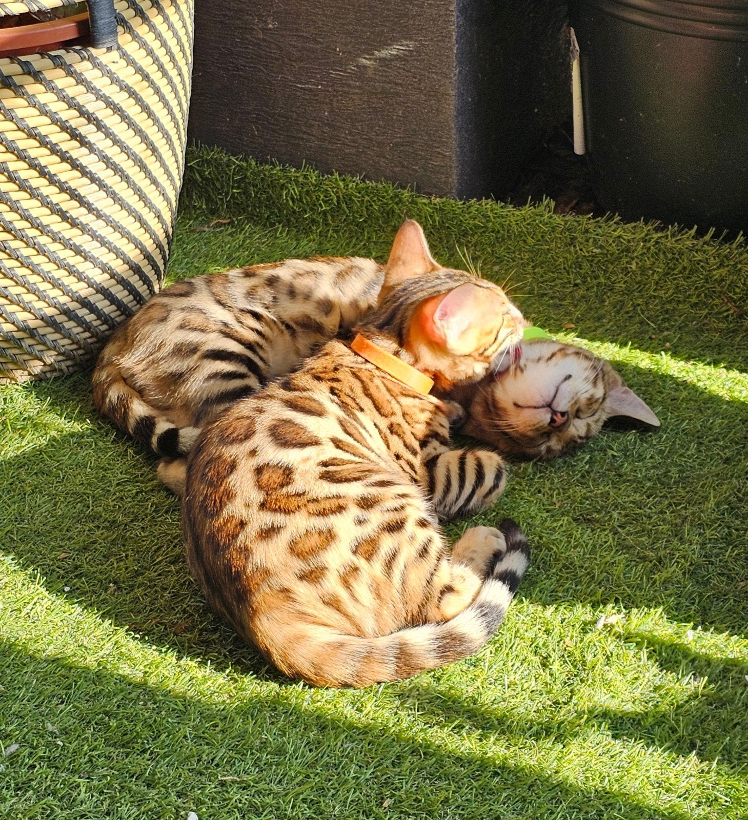 ☆Top ras☆ Bengaalse kittens met stamboom moeder kampioen, Meerdere dieren, Met stamboom