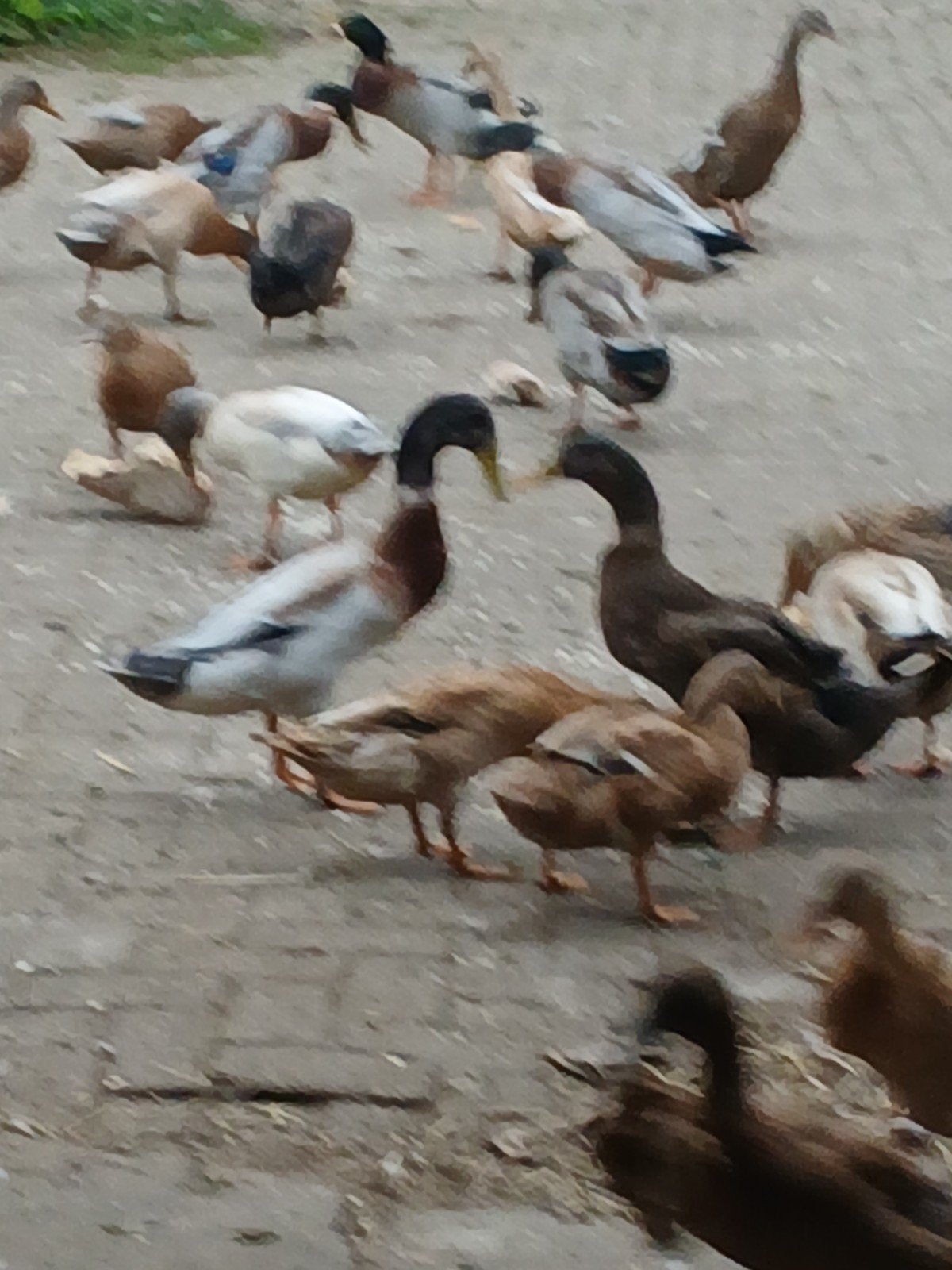 loopeenden te koop, Dieren en Toebehoren, Meerdere dieren