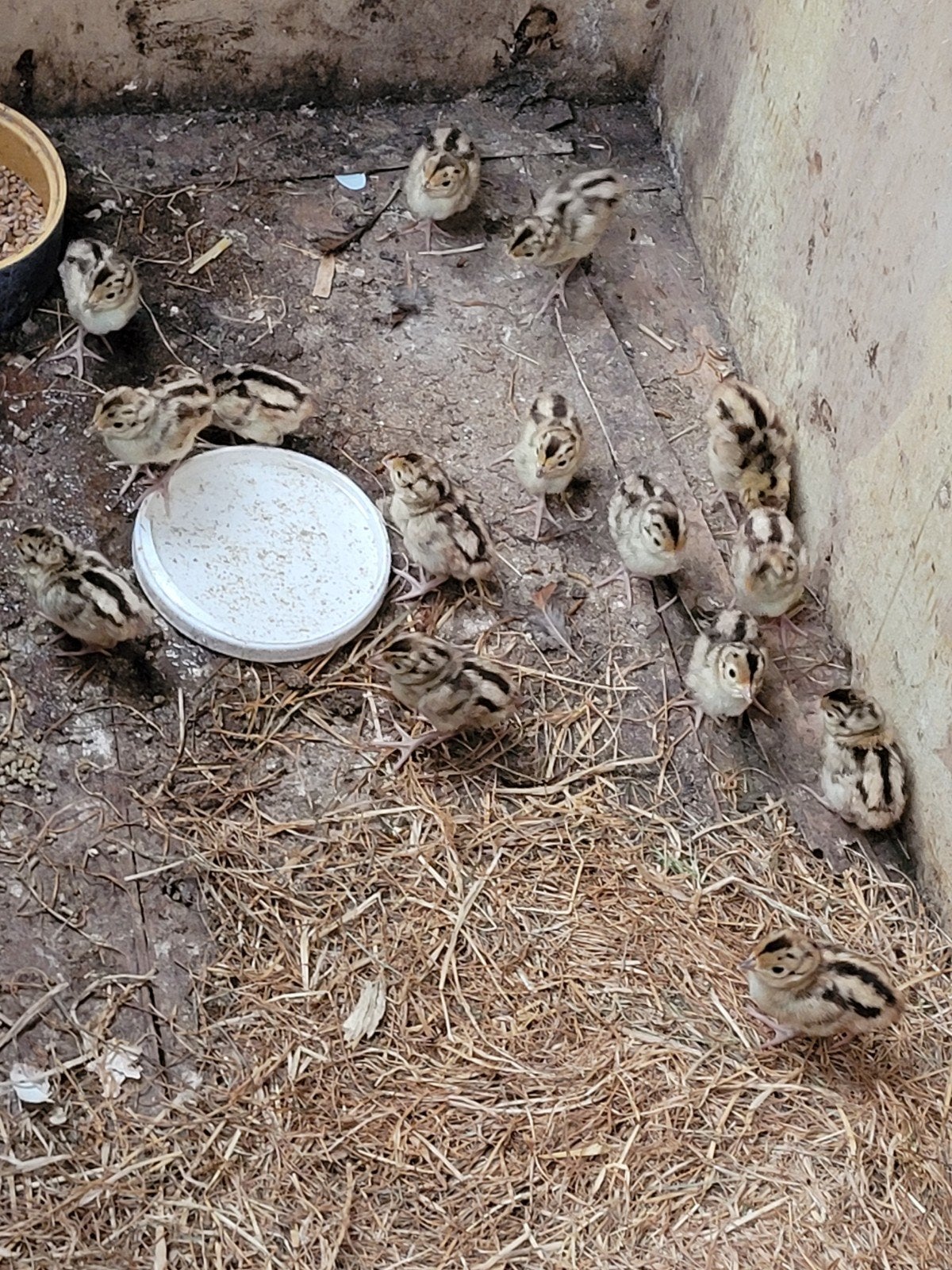 Gevraagd broedse kip, Dieren en Toebehoren, Vrouwelijk, Kip