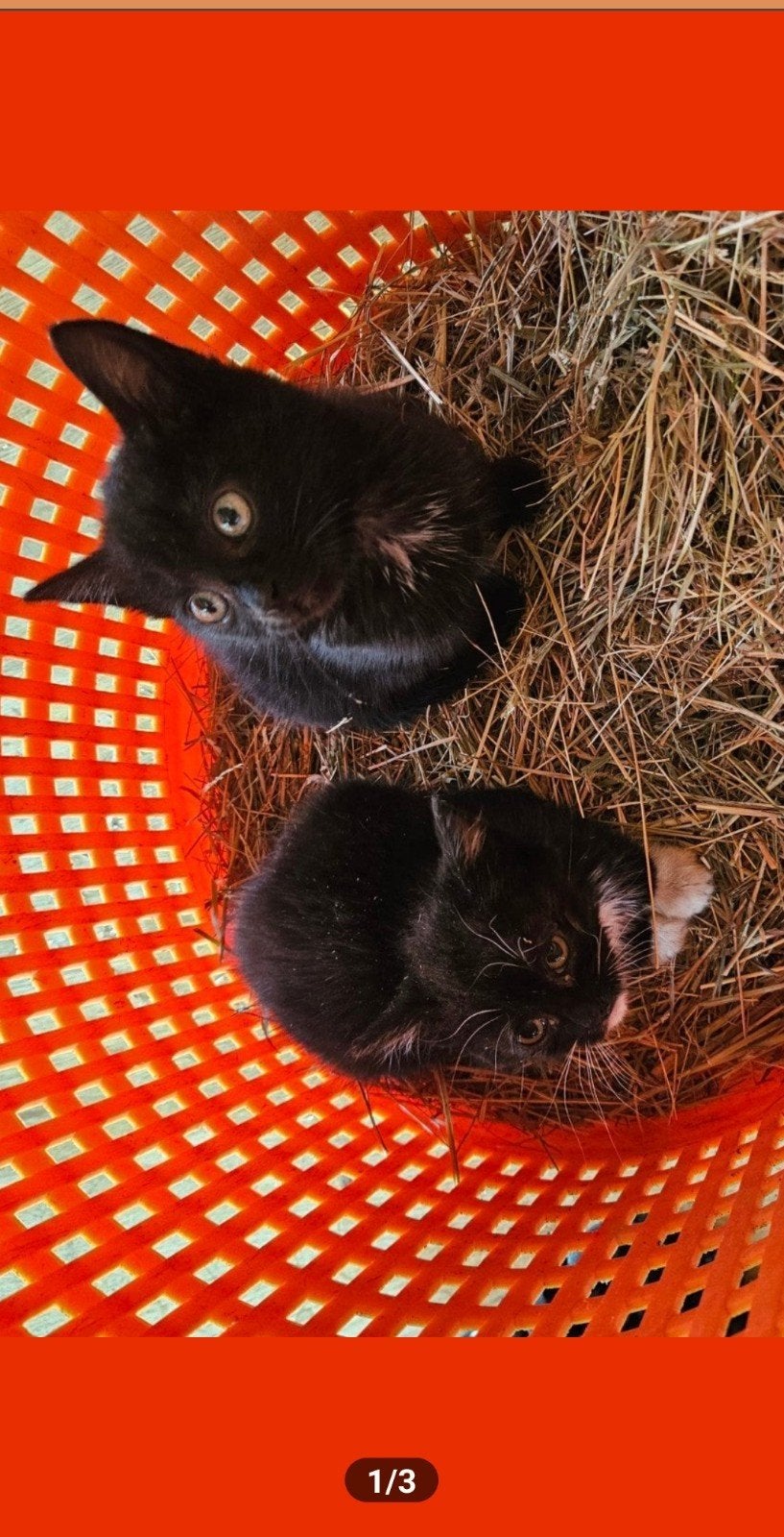 te koop twee boerderij kittens, Dieren en Toebehoren, Poes