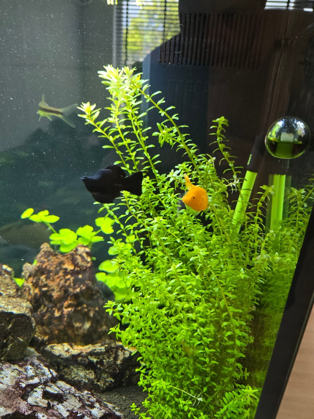 Aquarium vissen, Dieren en Toebehoren, Ophalen, Gevuld zoetwateraquarium