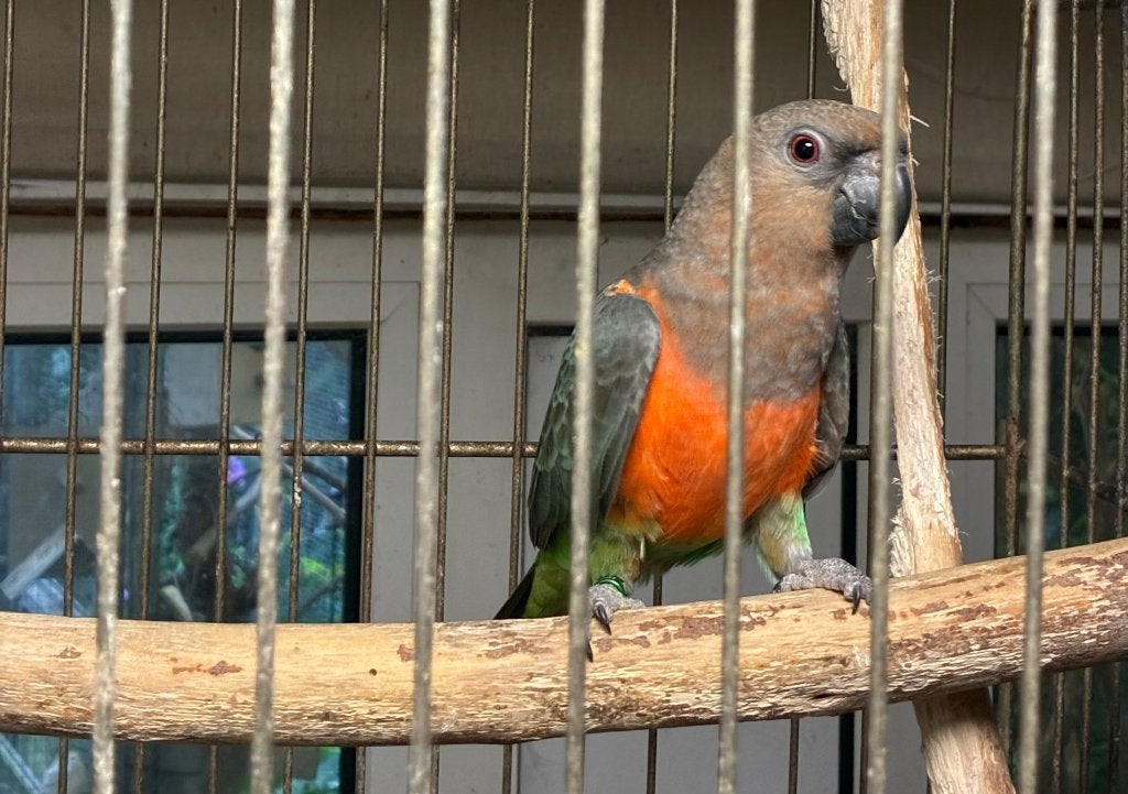 1-0  Poicephalus Rufiventris 2026 [Roodbuik], Mannelijk, Papegaai, Geringd