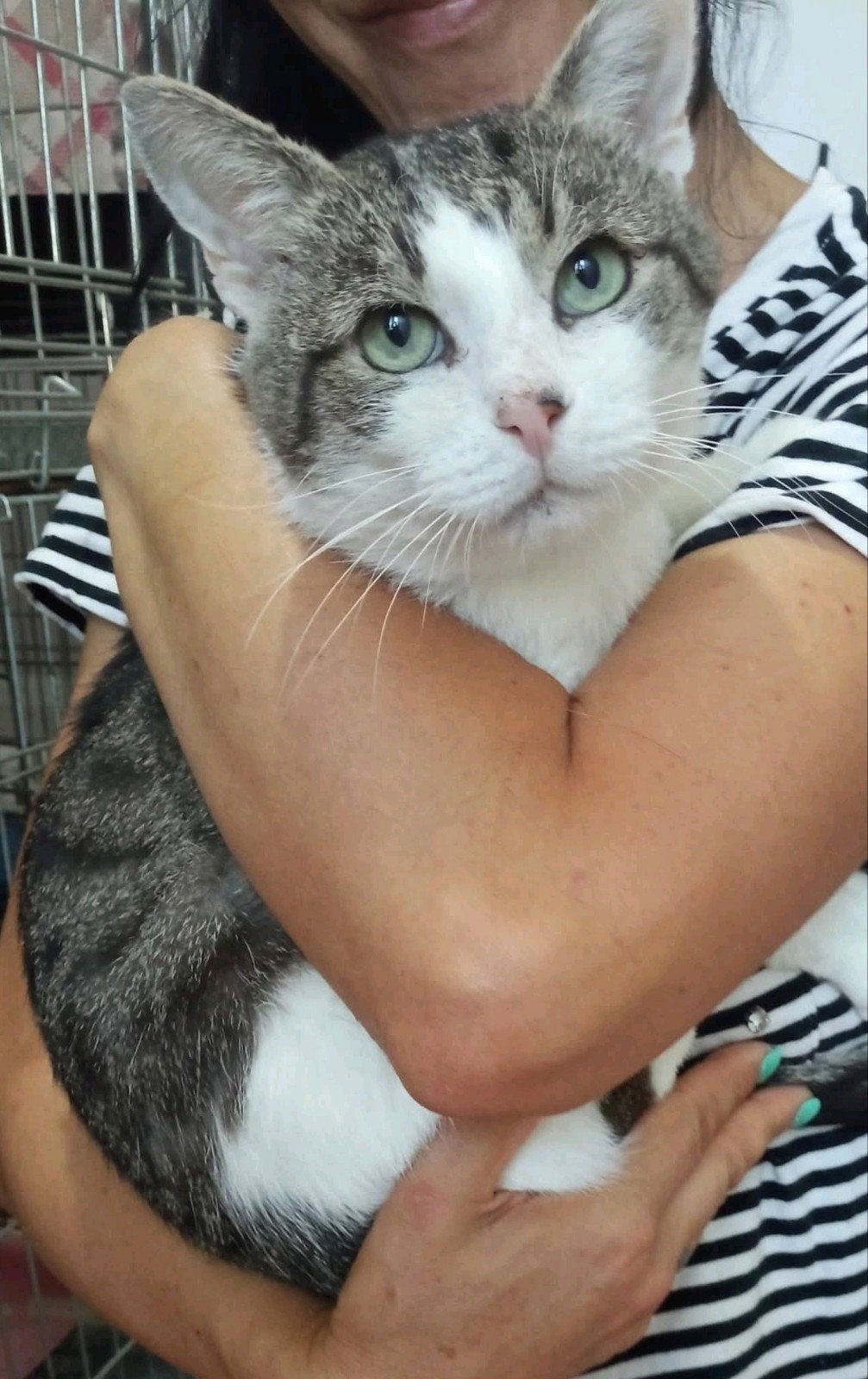 fluffy een lieve kater van 8 jaar, Dieren en Toebehoren, Kater, Kortharig, 6 jaar of ouder