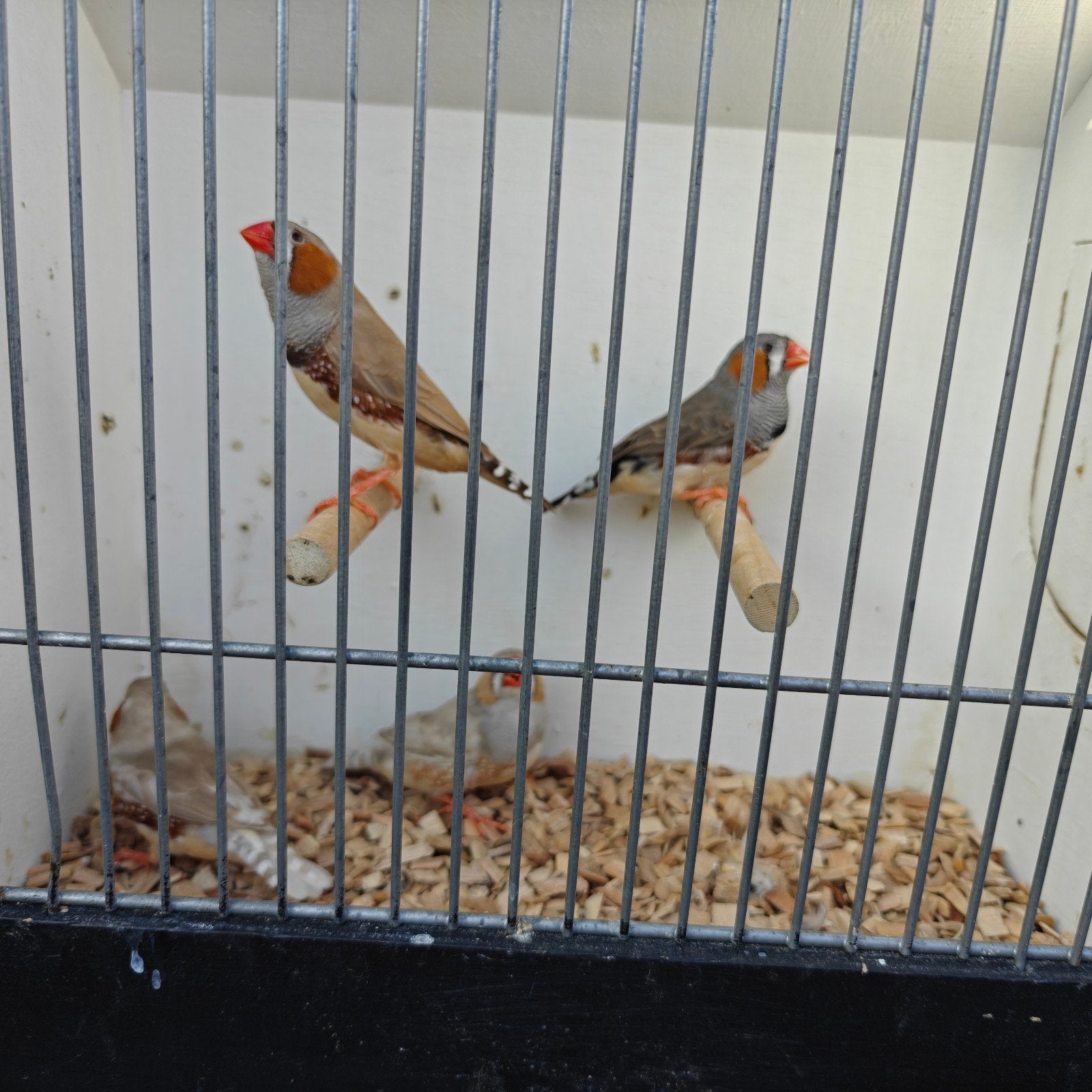 Zebravinken, Meerdere dieren, Tropenvogel, Geringd