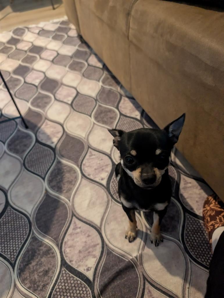 Lieve kleine Chihuahua / mix zoekt een nieuw thuis, Dieren en Toebehoren, Honden | Chihuahua's en Gezelschapshonden, 15 weken tot 1 jaar