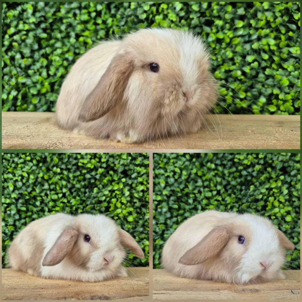 Lieve minilop x Ned Hangoor Dwerg konijn/konijntjes, Dieren en Toebehoren, Mannelijk, Dwerg, Hangoor, 0 tot 2 jaar
