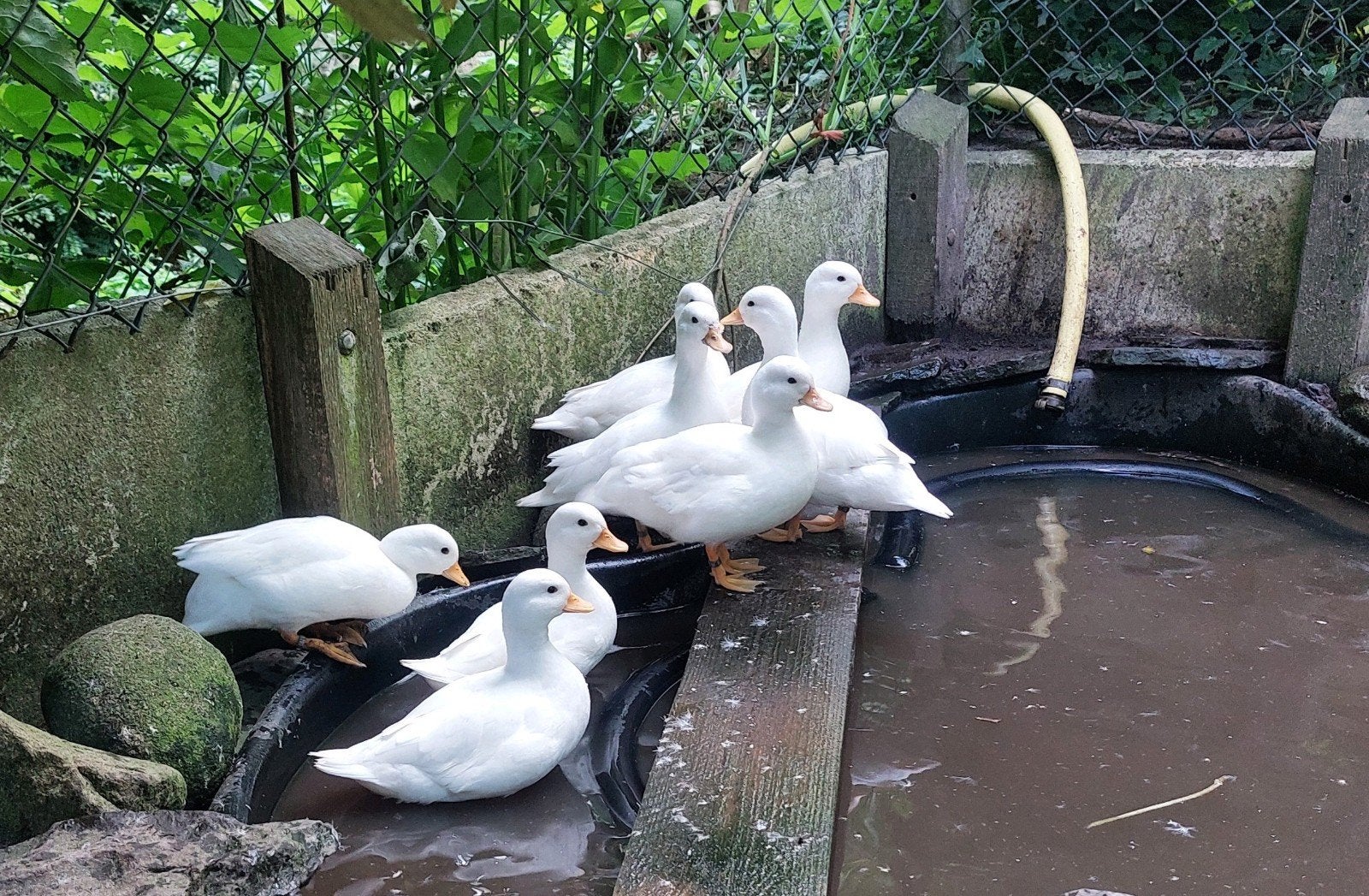 Witte kwakers, Dieren en Toebehoren, Pluimvee, Meerdere dieren, Eend