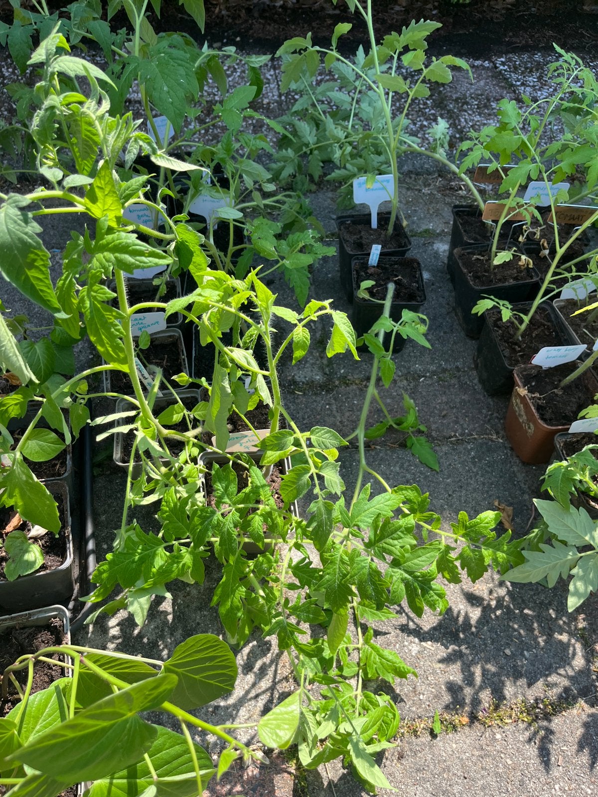 Diverse soorten tomaat tomaten planten en meer, Ophalen, Eenjarig, Groenteplanten, Volle zon