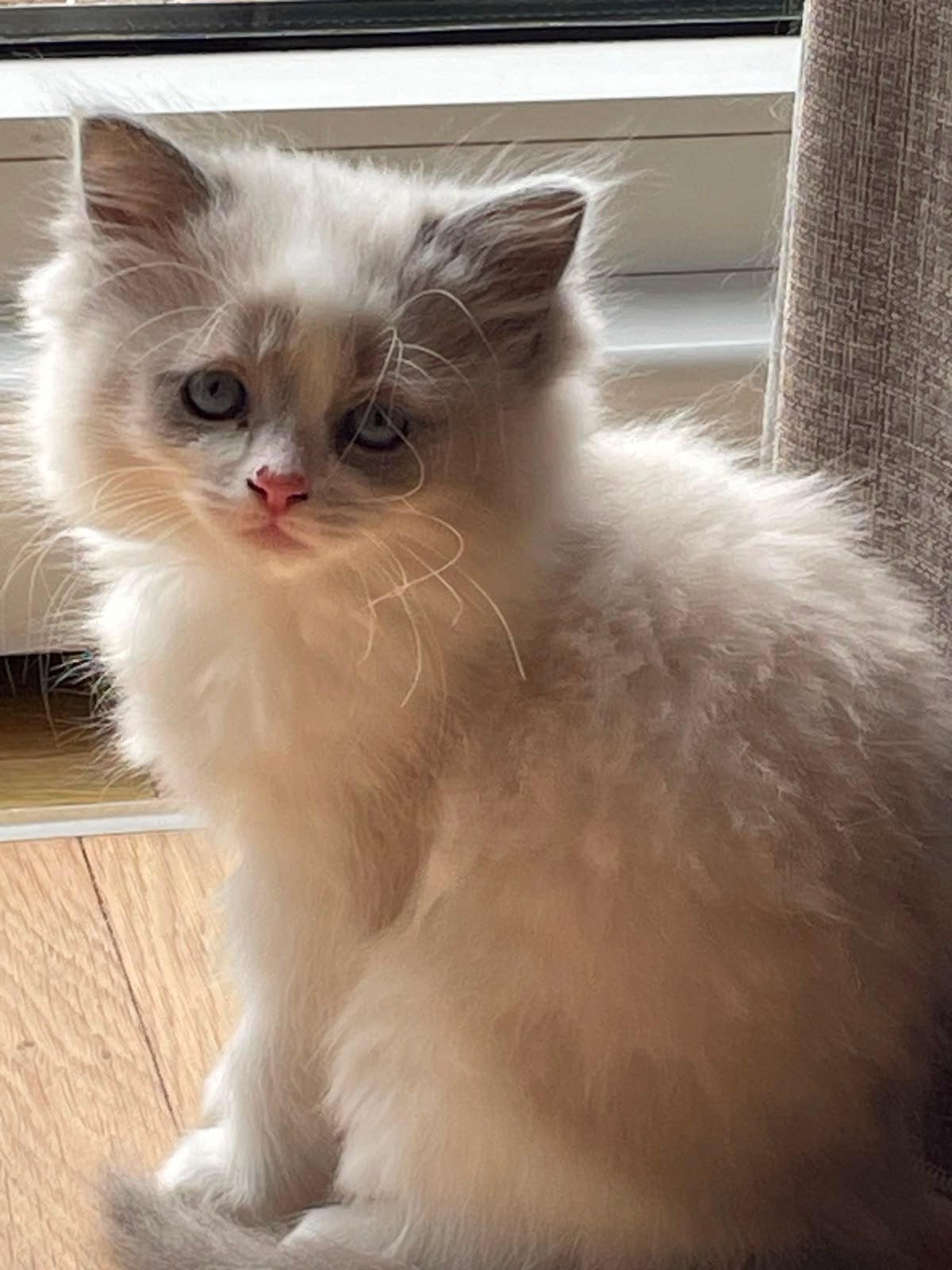 Zeer knappe ragdoll kittens, Meerdere dieren, Met stamboom
