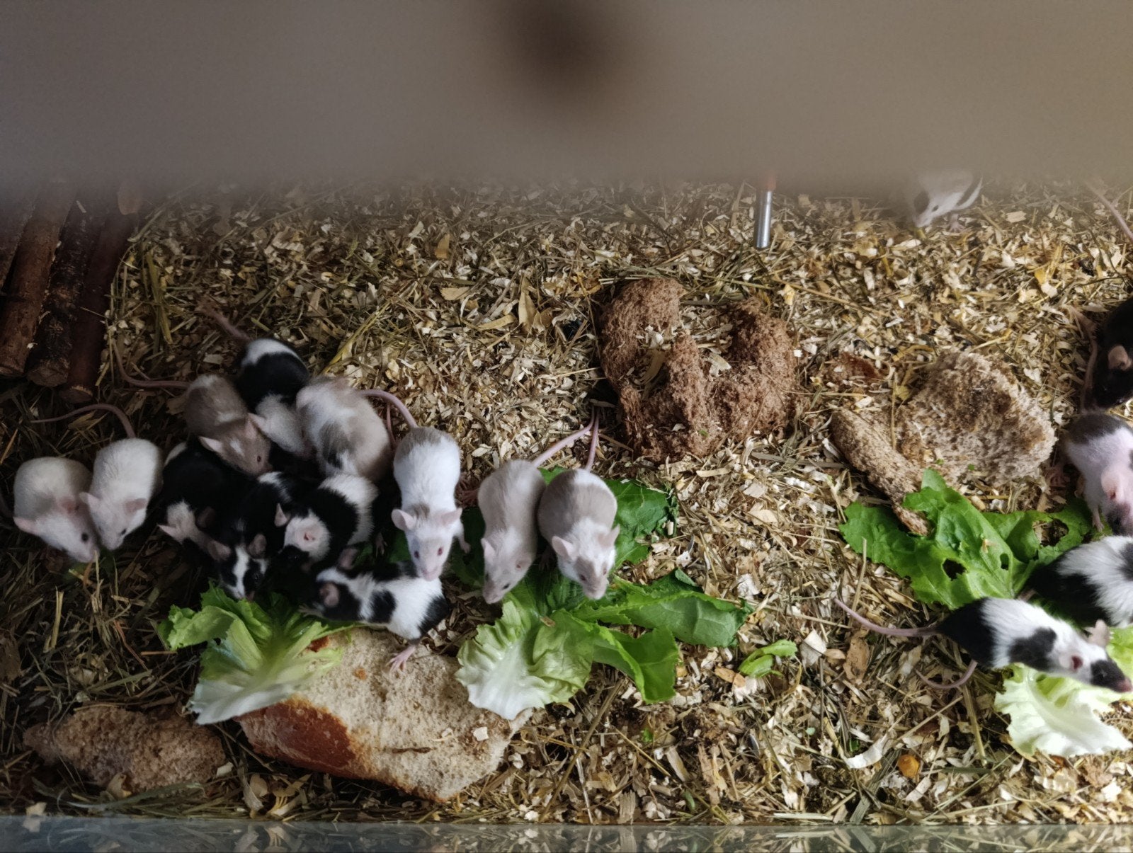 muizen, Overige soorten, 0 tot 2 jaar