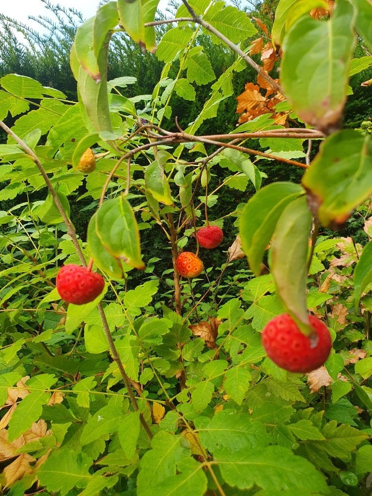 HEESTER Cornus 'Norman Hadden' Japanse kornoelje voedselbos, Volle zon, Vaste plant, Ophalen of Verzenden, Fruitplanten