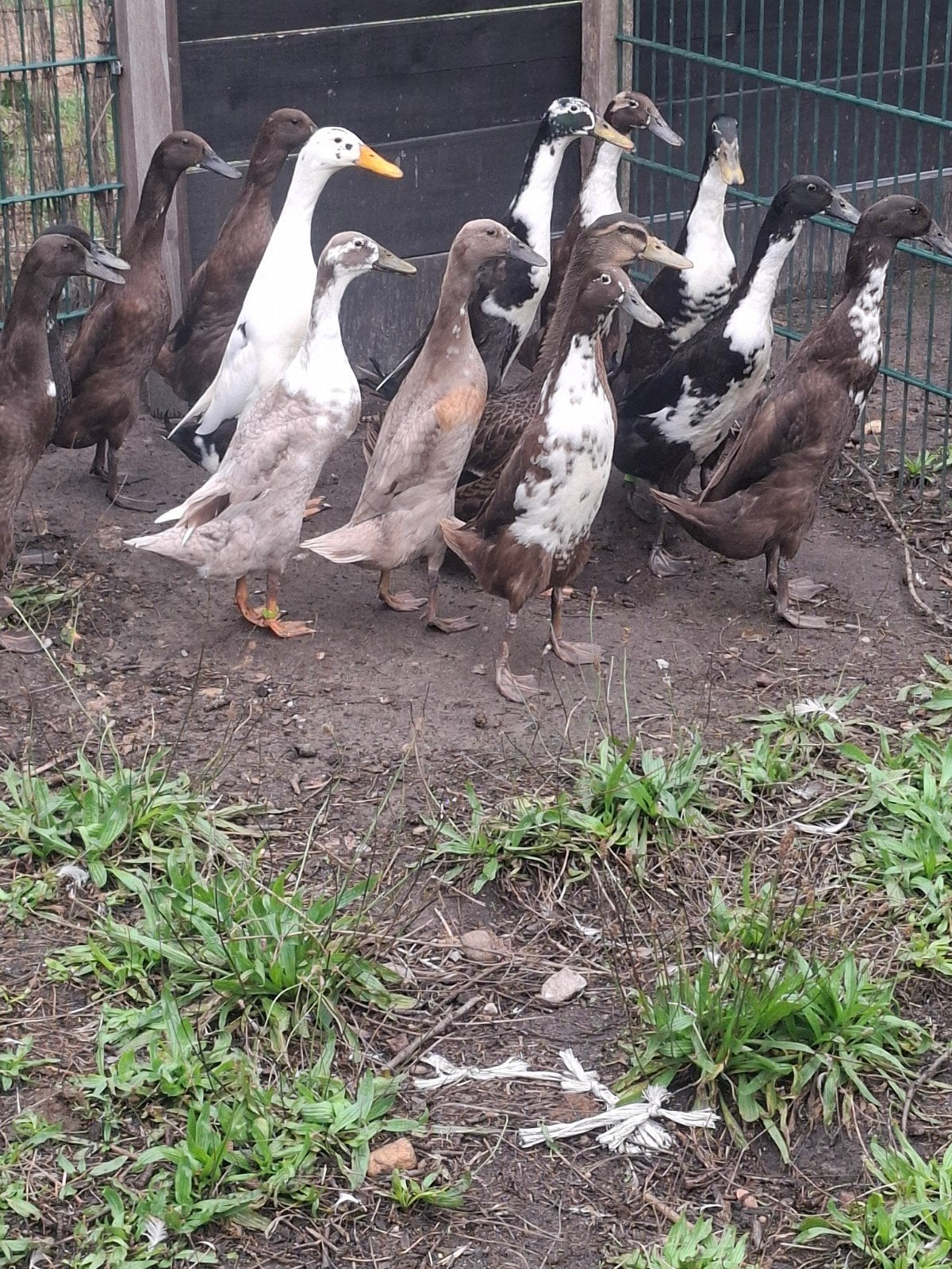 loopeenden9, Dieren en Toebehoren, Meerdere dieren, Eend