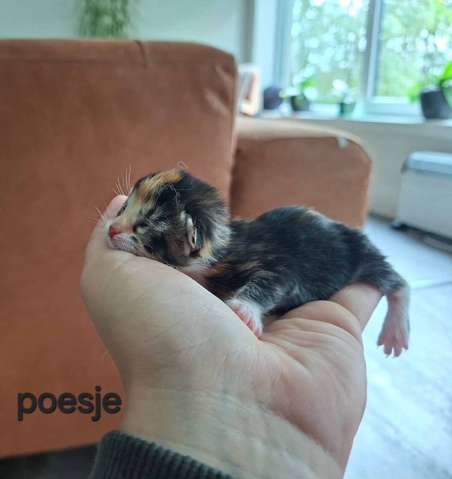 kittens zoeken 5️, Meerdere dieren, Kortharig, 0 tot 2 jaar