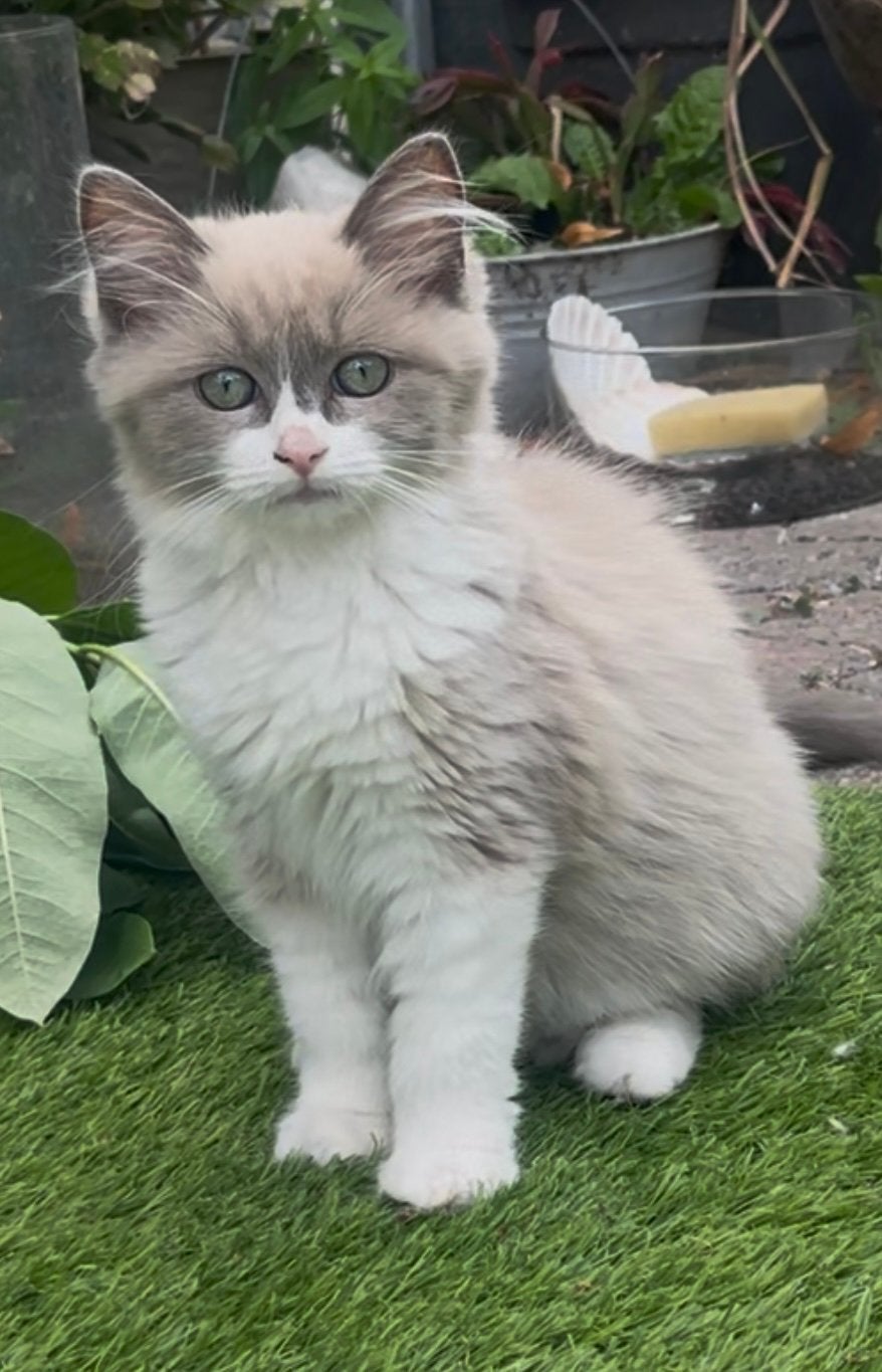 Superleuke Ragdoll kittens met stamboom, Meerdere dieren, Met stamboom, 0 tot 2 jaar