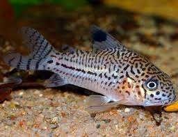 Corydora julii - Koidream Valburg, Dieren en Toebehoren, Vissen | Aquariumvissen, Vis, Zoetwatervis