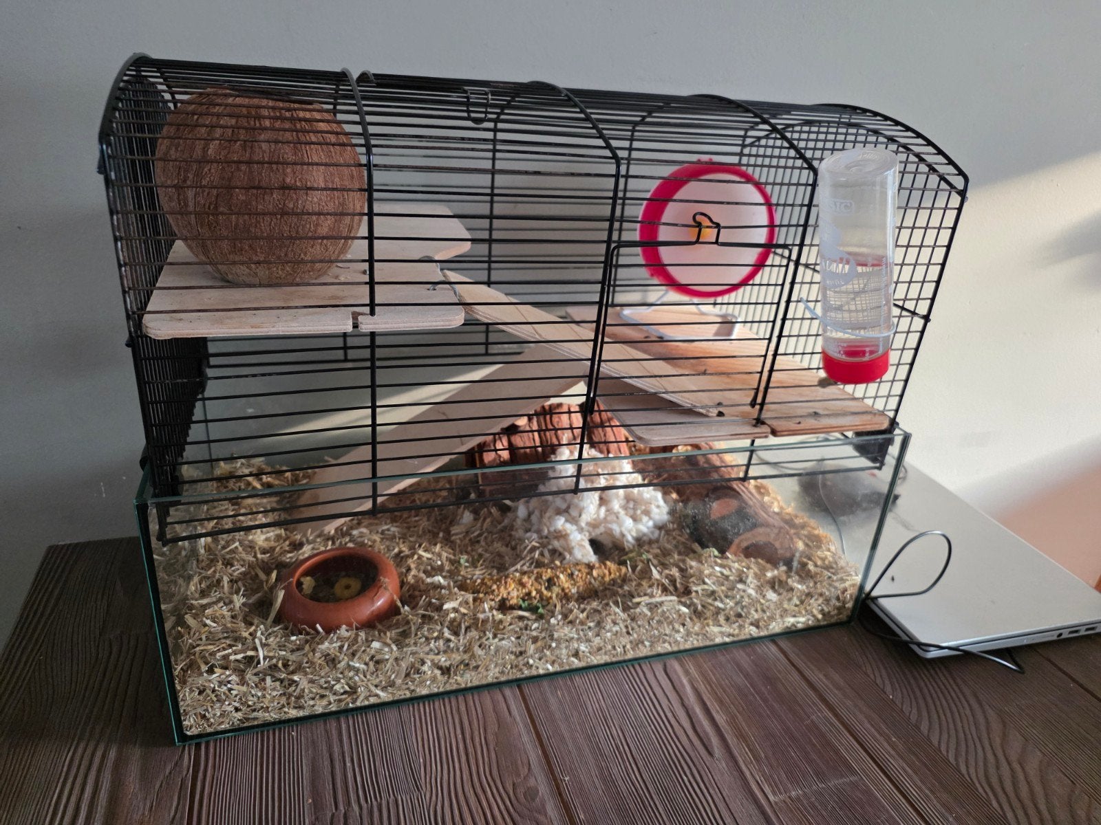 Chinese dwerghamster inc kooi en accessoires., Augustus, Vrouwelijk, Hamster