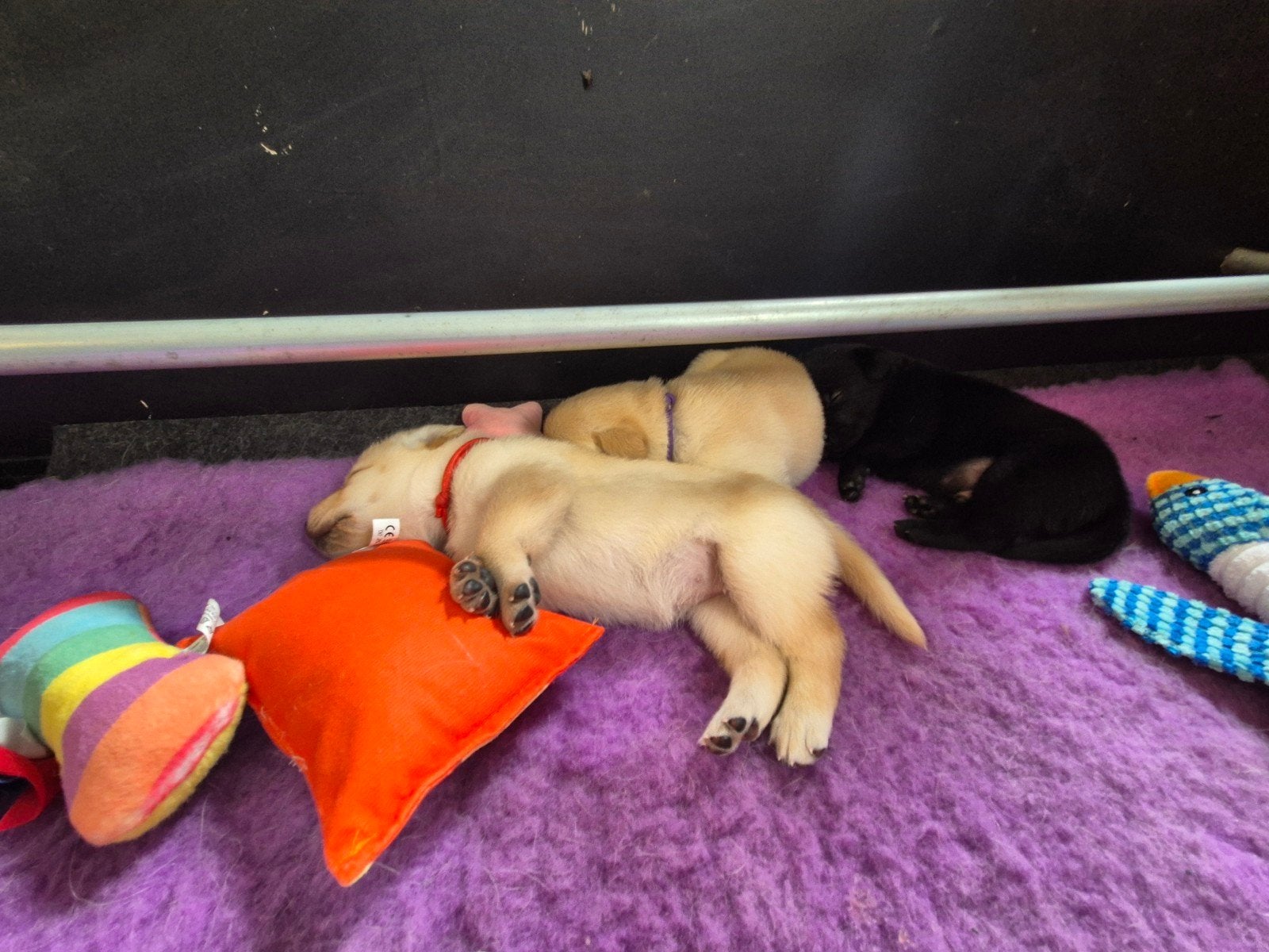 Labrador pups blond /zwart, Dieren en Toebehoren, 8 tot 15 weken, Labrador retriever, Parvo, Meerdere