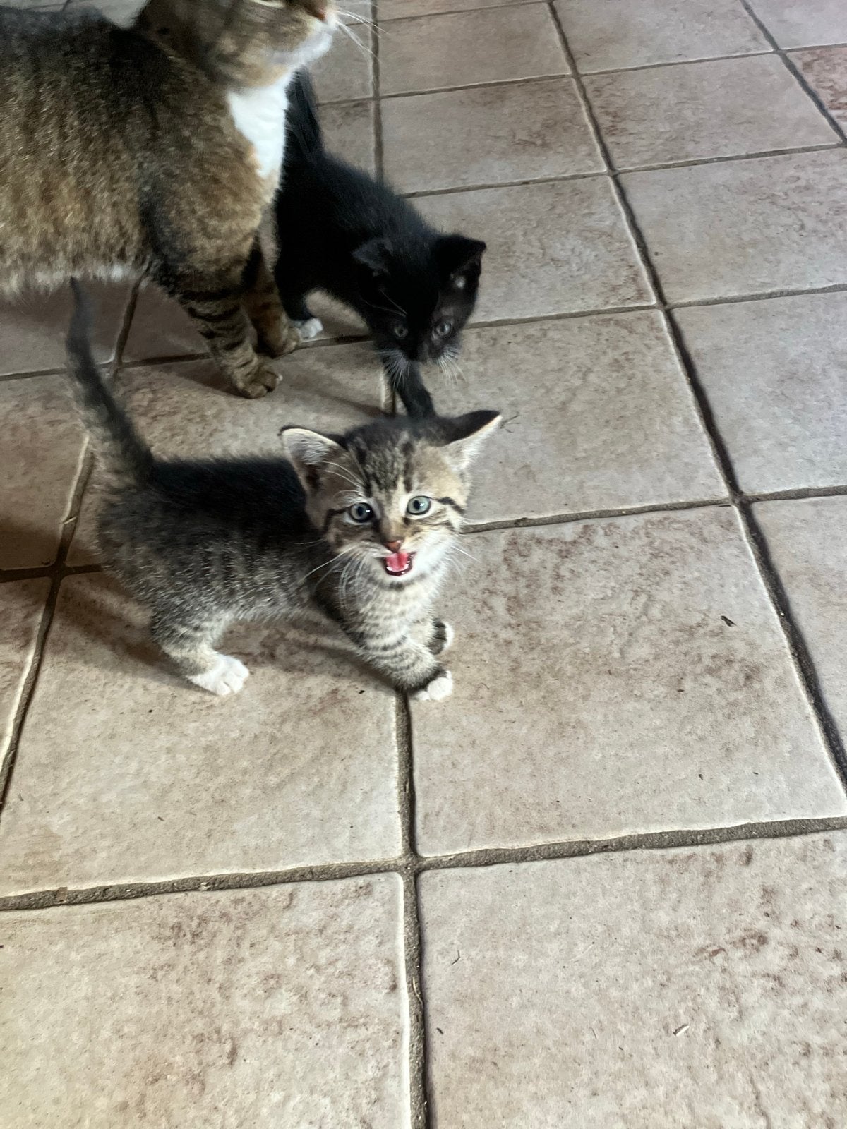 Kittens 7,5 weken