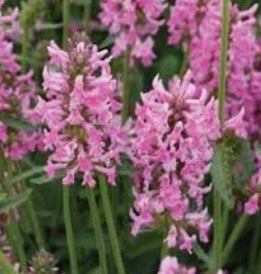 Betonica Pink Cotton Candy (voorheen Stachys) P9, Tuin en Terras, Overige soorten, Volle zon, Vaste plant, Ophalen of Verzenden