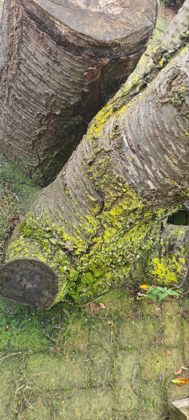 Grote stammen draaihout (fruitboom), Ophalen, 500 tot 1000 mm