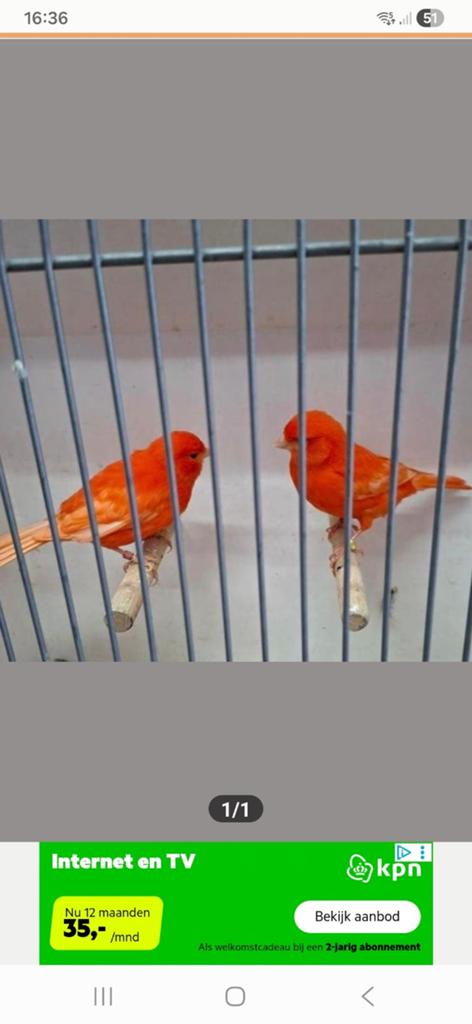 Gezocht 2 rode poppen liefst in de buurt Schijndel, Dieren en Toebehoren, Vogels | Kanaries