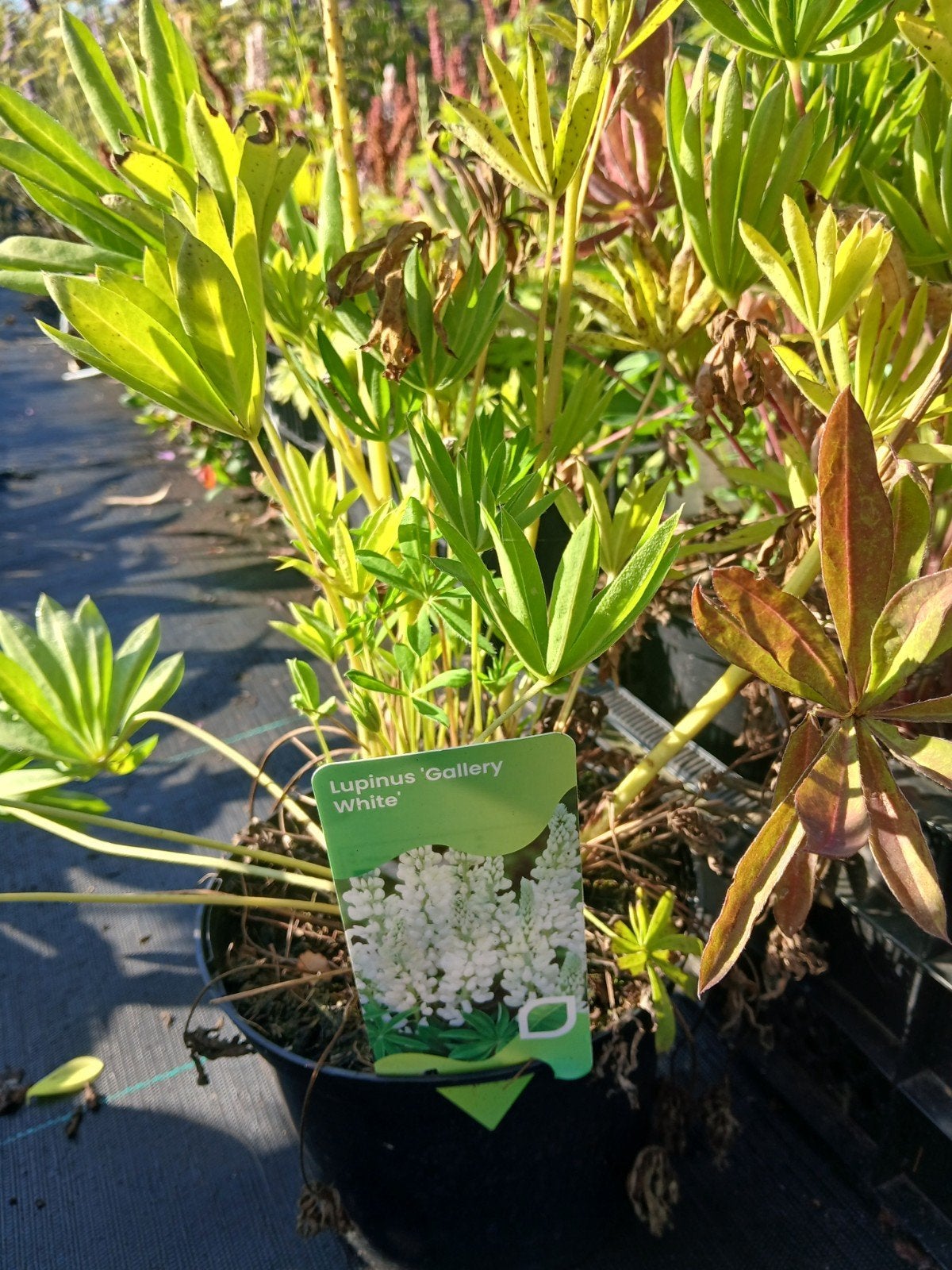 Lupinus 'Gallery White' - Witte Lupine in 2 liter pot, Ophalen of Verzenden, Overige soorten, Volle zon