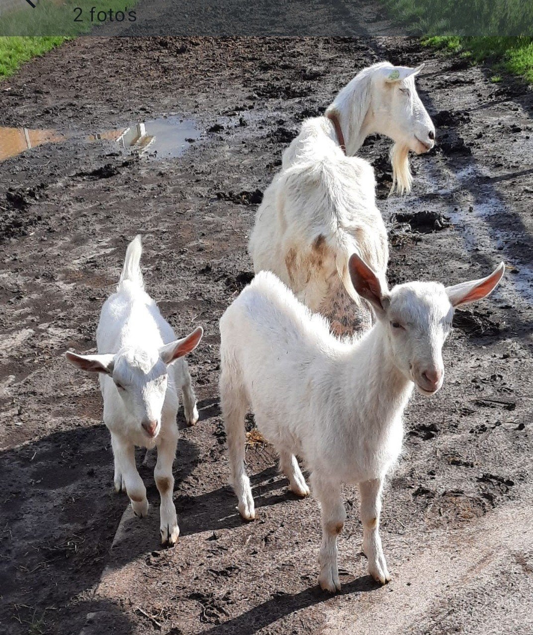Prachtig mooie bokjes, Dieren en Toebehoren, Schapen, Geiten en Varkens, Mannelijk, Geit