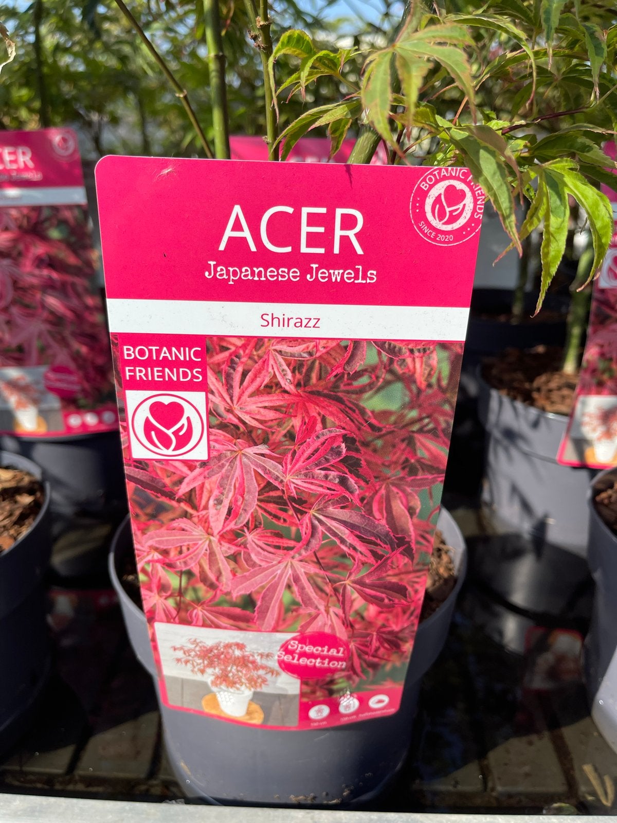 Acer palmatum 'Shirazz' - Japanse Esdoorn met unieke kleuren, Tuin en Terras, Planten | Bomen, Bloeit niet, Overige soorten, 100 tot 250 cm