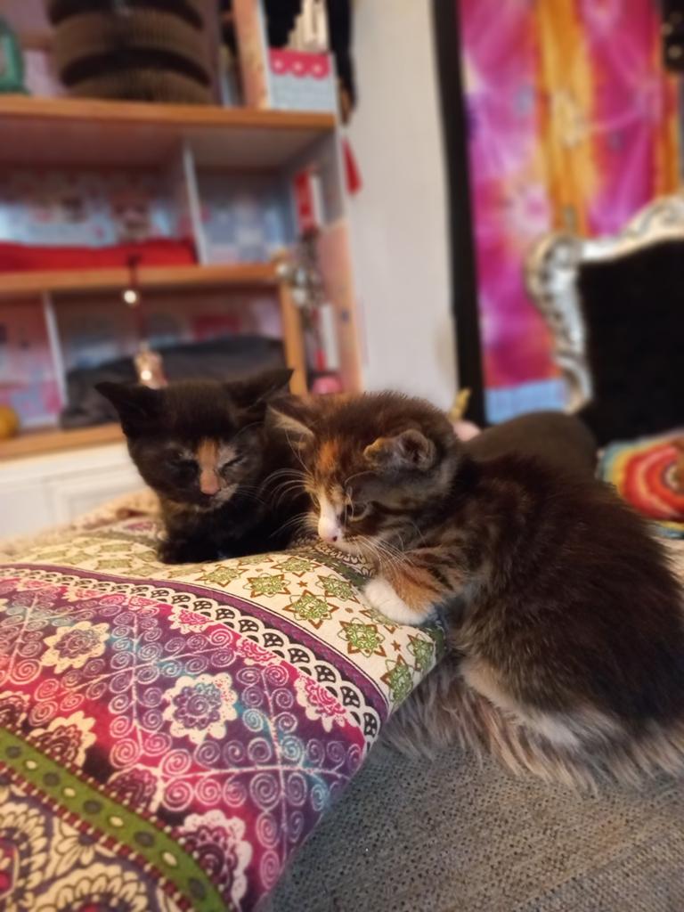 MaineCoon X kittens geboren 2 april 2026., Dieren en Toebehoren, Katten en Kittens | Raskatten | Langhaar, Meerdere dieren, Gechipt