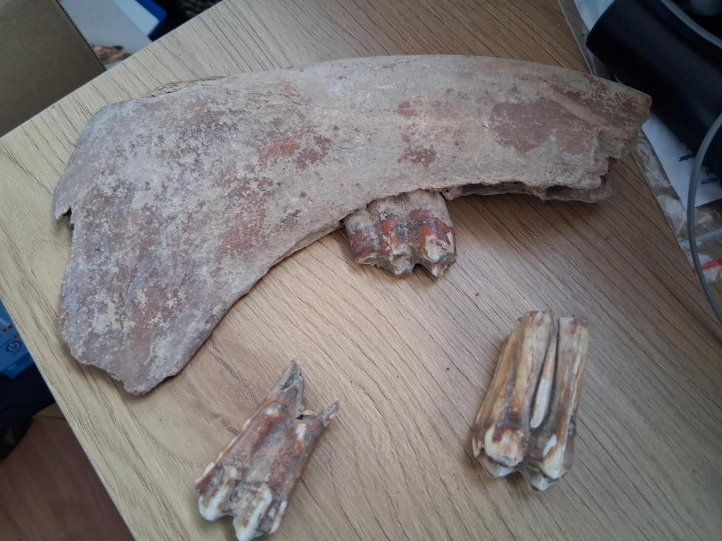 VERSTEENDE VOORWERPEN UIT DE PRE-HISTORIE/OUDHEID, Verzamelen, Mineralen en Fossielen, Ophalen