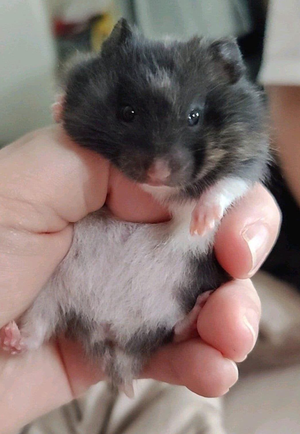 Lief zwart driekleur baby hamster vrouwtje., Hamster, Augustus, Vrouwelijk, Tam
