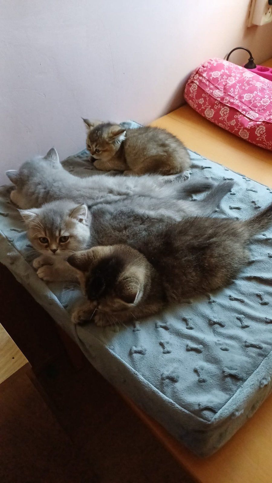 Britse korthaar kittens, Dieren en Toebehoren