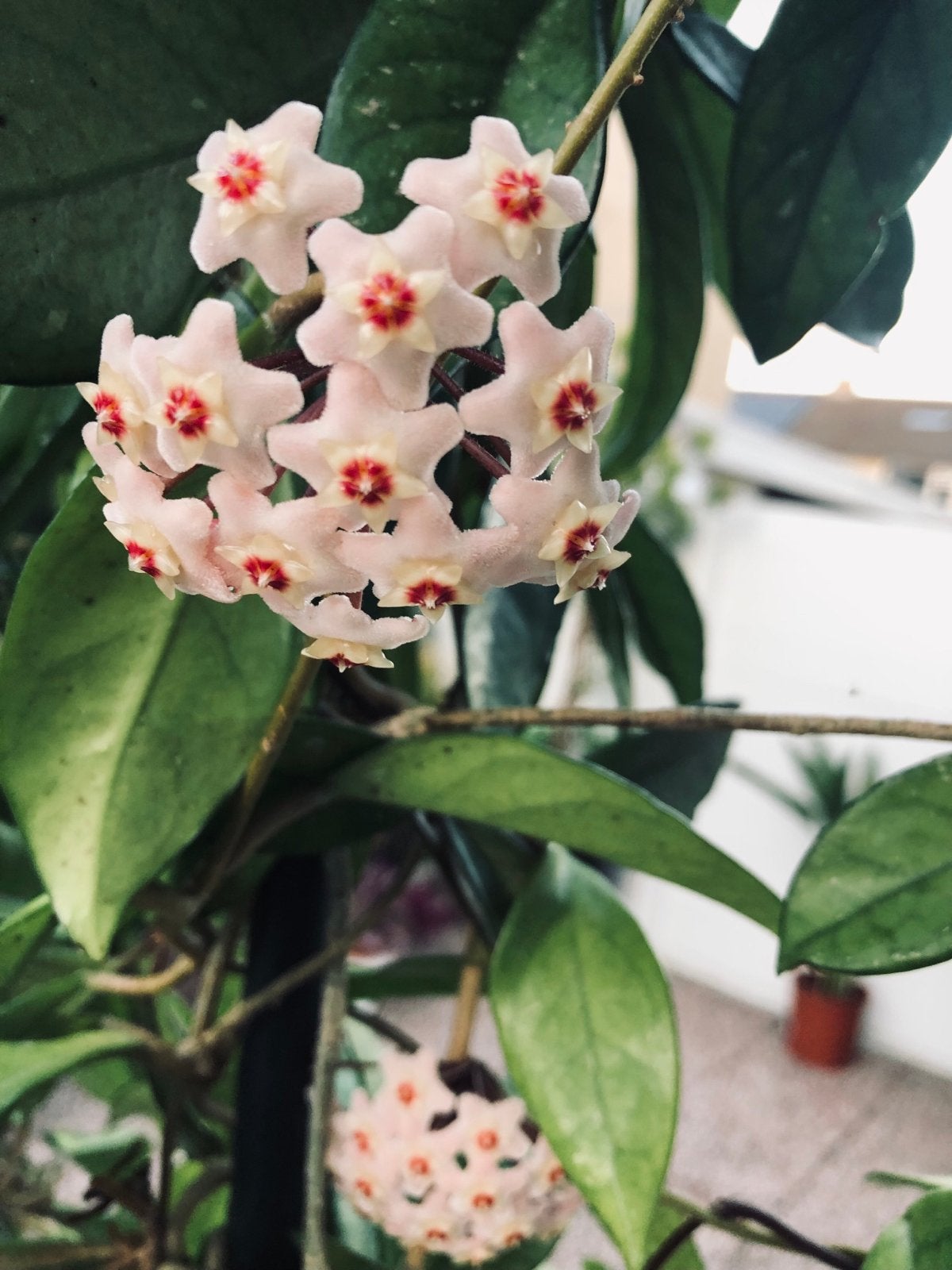 Grote Hoya Carnosa plant met bloemen, Ophalen, Vaste plant, Halfschaduw, Klimplanten