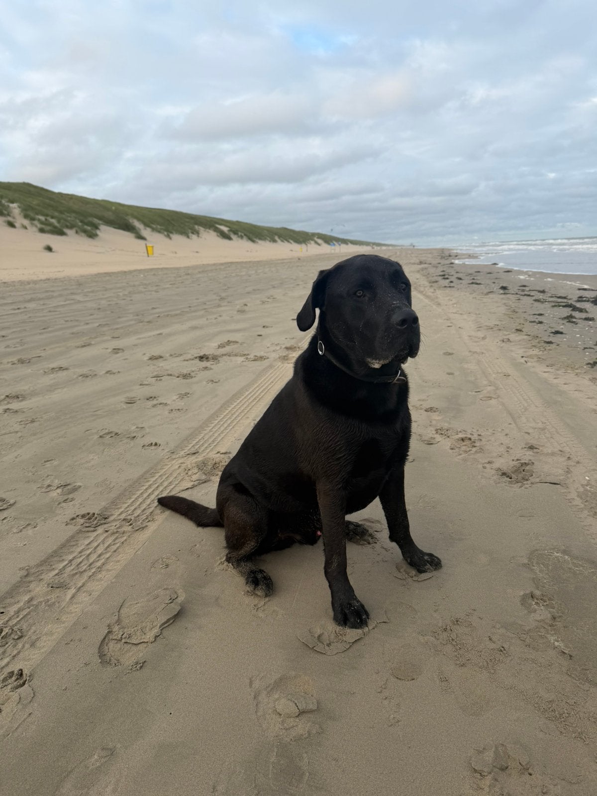 Goed huis gezocht voor Binky, Dieren en Toebehoren, Rabiës (hondsdolheid), 1 tot 2 jaar, Eén hond, Nederland