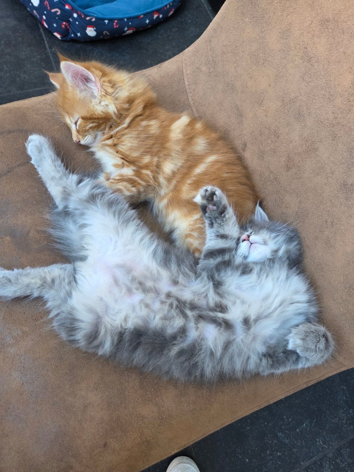 Main Coon kittens, Meerdere dieren, Gechipt
