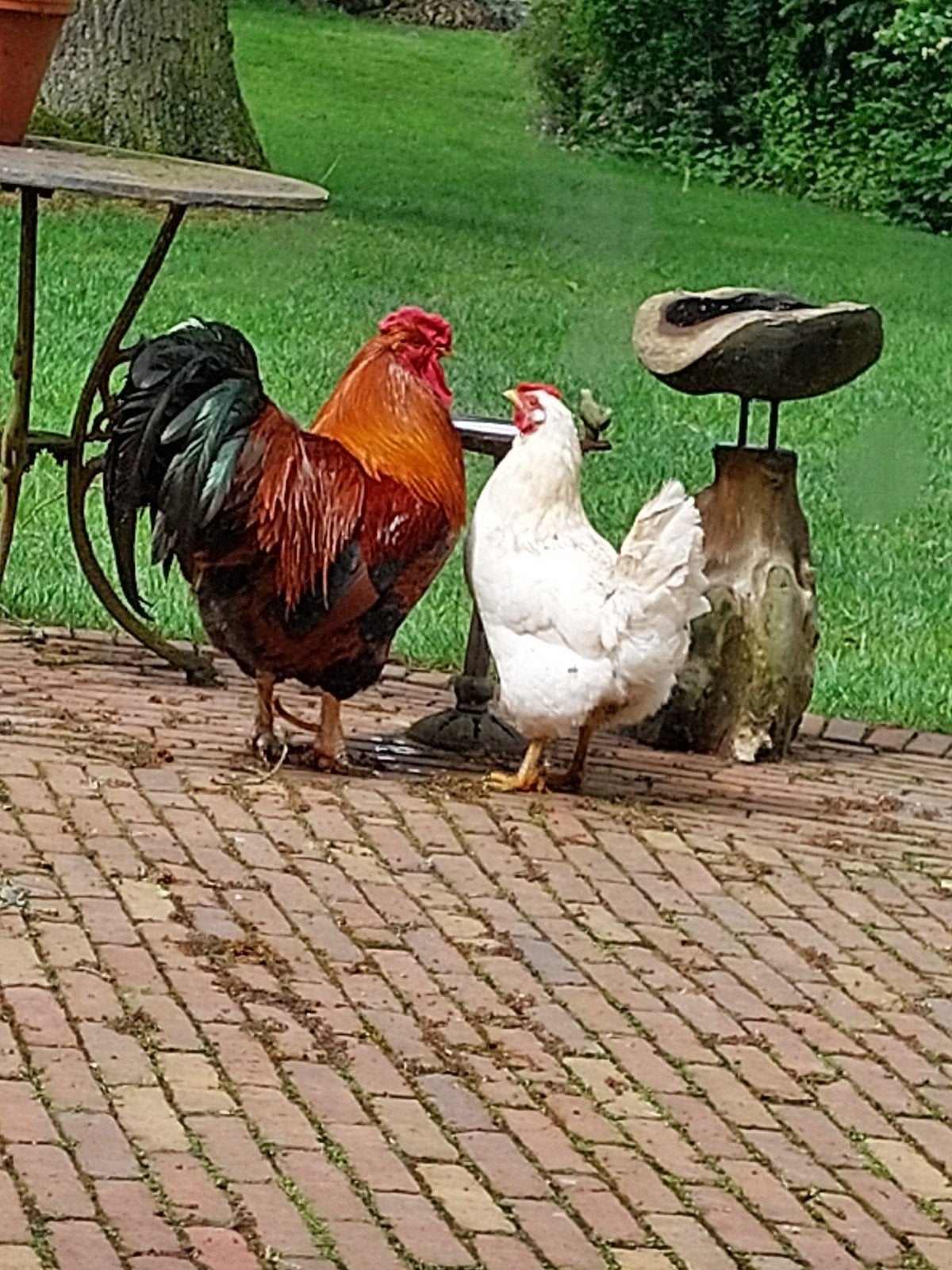 haan,  gratis af te halen, Dieren en Toebehoren, Pluimvee, Mannelijk, Kip