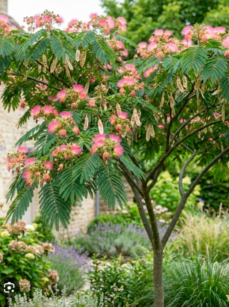Zaden slaapboom albizia zijdeboom roze bloemen, Verzenden, Gehele jaar, Volle zon, Zaad